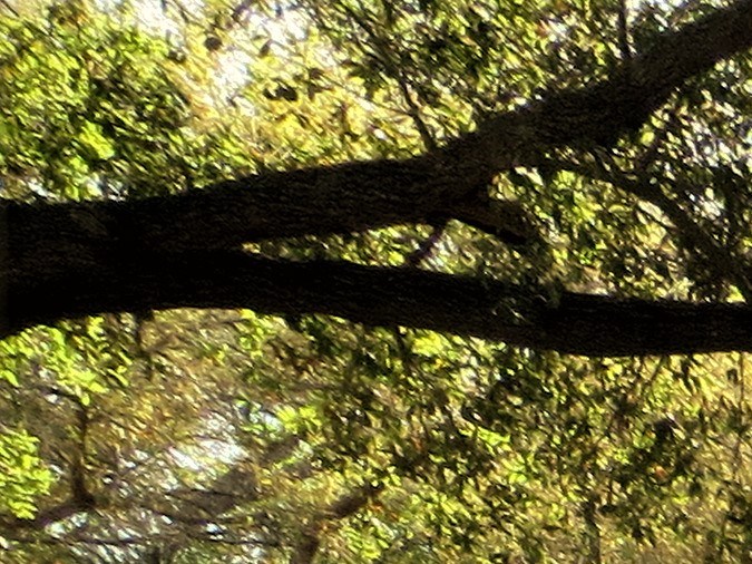 Multa por pasar luz roja Florida