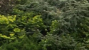 Land Rover de la Reina Isabel II: Una joya en subasta