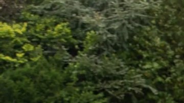 Land Rover de la Reina Isabel II: Una joya en subasta