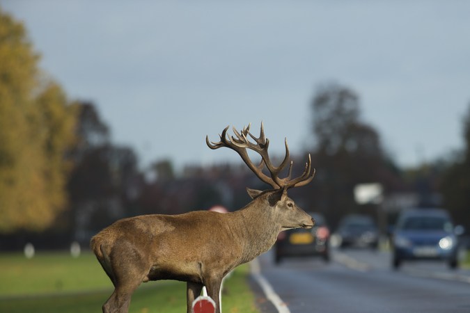 Esquivar o atropellar: qué hacer si se cruza un animal salvaje en la carretera