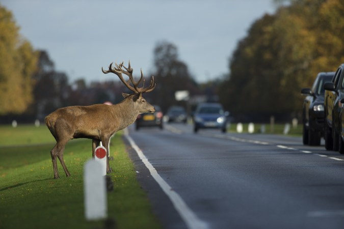 Esquivar o atropellar: qué hacer si se cruza un animal salvaje en la carretera