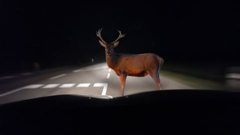 Esquivar o atropellar: qué hacer si se cruza un animal salvaje en la carretera