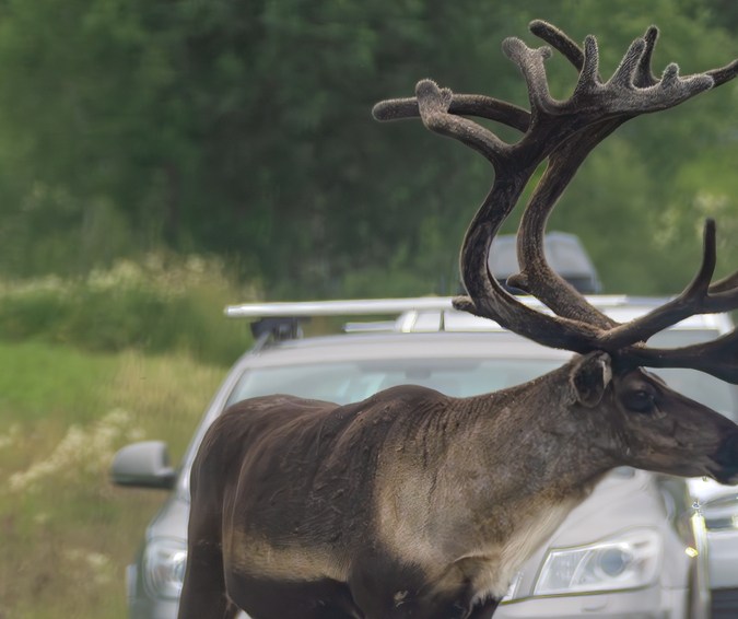 Esquivar o atropellar: qué hacer si se cruza un animal salvaje en la carretera