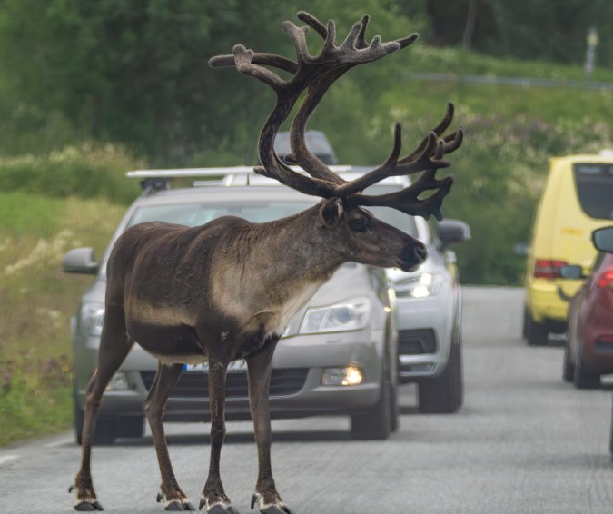 Esquivar o atropellar: qué hacer si se cruza un animal salvaje en la carretera