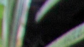 ¿Cómo reemplazar la bombilla de la luz antiniebla?