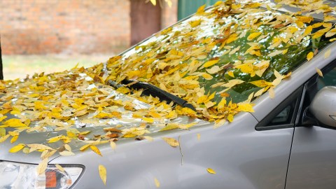 ¿Las hojas que caen pueden dañar tu vehículo?
