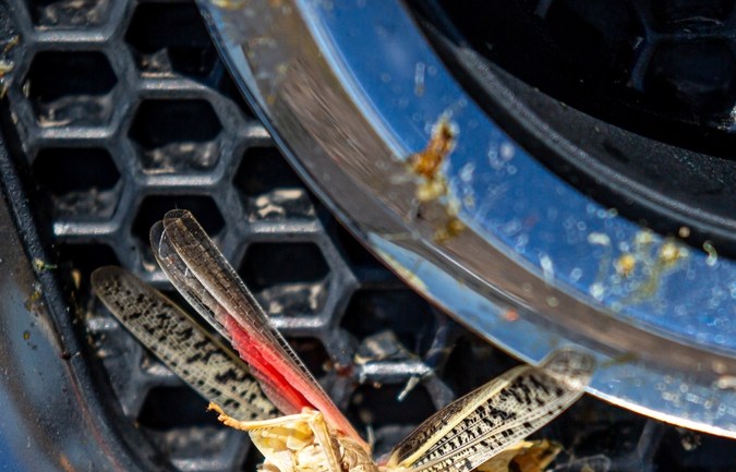El truco para limpiar insectos del parabrisas y carrocería sin dañar tu auto