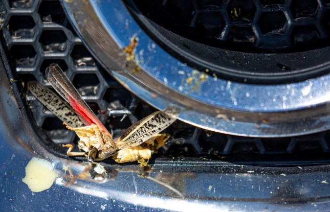 El truco para limpiar insectos del parabrisas y carrocería sin dañar tu auto