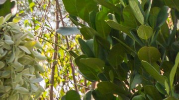 reciclado neumáticos