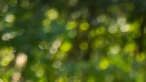 Corolla GR vs. Civic Type R: ¿Cuál es el deportivo perfecto?