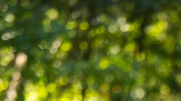 Corolla GR vs. Civic Type R: ¿Cuál es el deportivo perfecto?