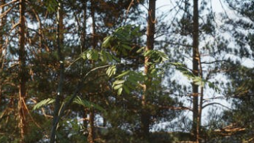 Kia presenta dos carros conceptos para dominar los todoterrenos