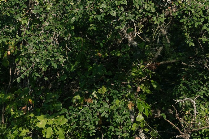 Las versiones híbridas del RAV4 2025 ofrecen eficiencia y potencia.