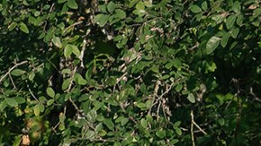 Las versiones híbridas del RAV4 2025 ofrecen eficiencia y potencia.