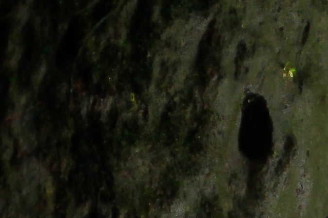 Diferencias entre todorreno y todocamino