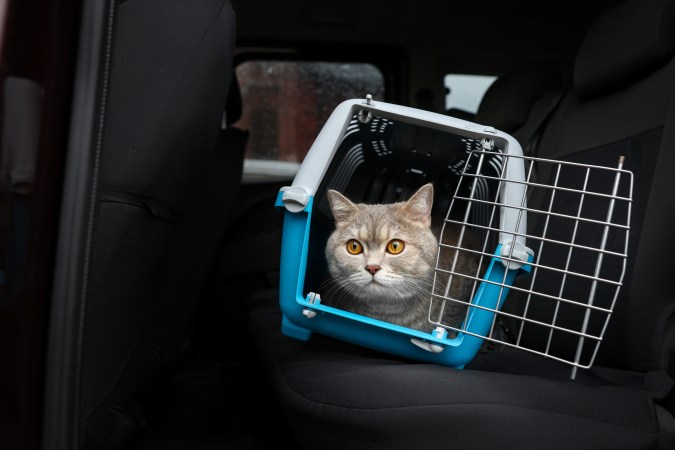 Cómo llevar a un gato en el carro