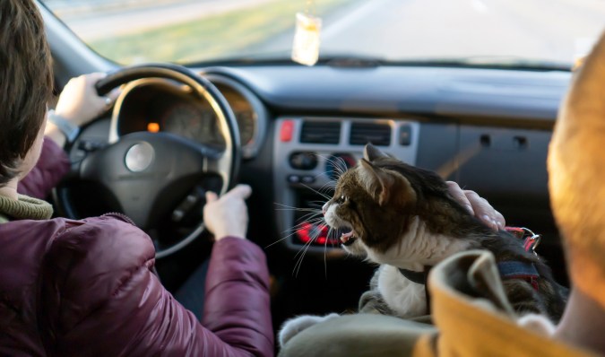 Cómo llevar a un gato en el carro