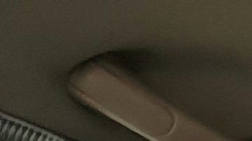 Cómo llevar a un gato en el carro