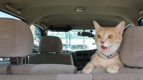 Cómo llevar a un gato en el carro