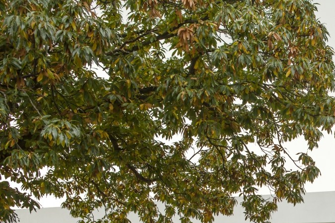 Mantenimiento de un McLaren: lujo que no todos pueden permitirse