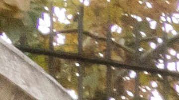 El Papa Francisco recibe el primer Papamóvil eléctrico por Mercedes-Benz