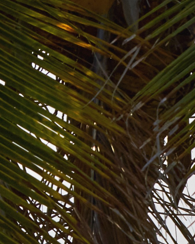 Range Rover SV Candeo