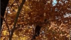 De autobús escolar a autocaravana de lujo