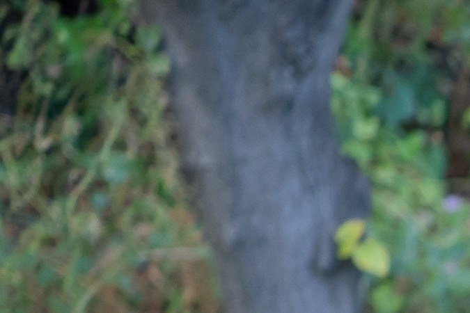 Hyundai hace su mayor retiro de vehículos del año