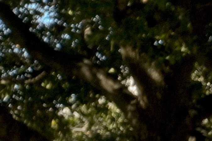 cuanto cuesta sacar placas en texas