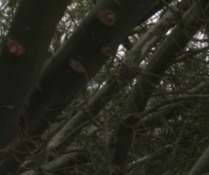 Qué es un auto biplaza: carros para dos