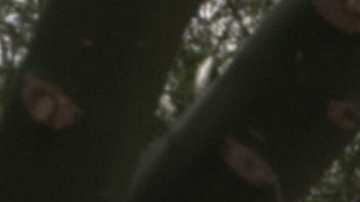 Qué es un auto biplaza: carros para dos