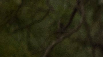 La Ford Ranger 2024 se lleva el galardón más prestigioso