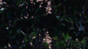 NVIDIA desmiente a Tesla: El robotaxi en 2026 es imposible