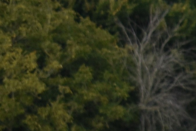 Honda Prelude: historia de la vuelta de un icono japones