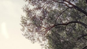 Porsche 911 Carrera S 2025: más potencia actualizada