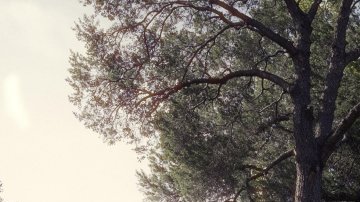 Porsche 911 Carrera S 2025: más potencia actualizada