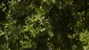 Quintessenza de Italdesign sorprende en el CES 2025