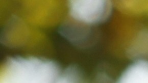 examen de manejo carolina del sur