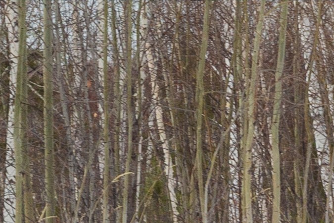 Las mejores motos de nieve para niños