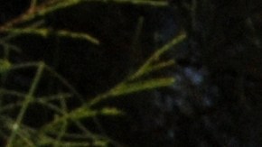 El spanglish y los autos: una tendencia entre los latinos en USA