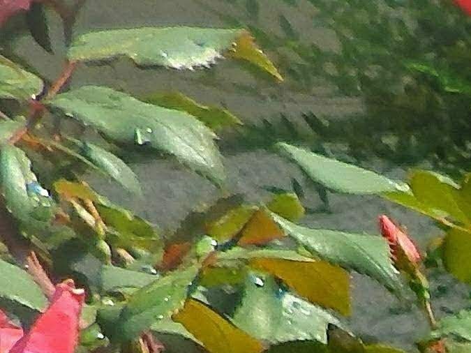 sticker de placa en New Jersey