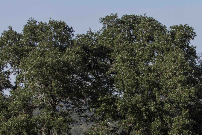 Tacoma vs. Tundra: ¿Cuál es mejor entre las pick-up Toyota?