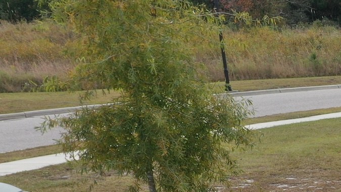 Desert Power Wagons camioneta