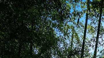 BAIC BJ60: descubre el Jeep Land Cruiser chino