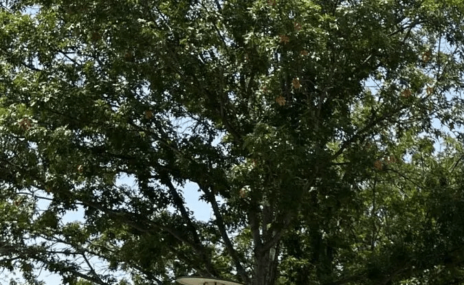 Buick Riviera: un auto con lujo e historia