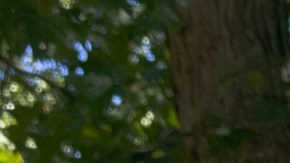 Toyota Tundra vs Ford F-150 Híbridas: ¿Cuál es mejor?