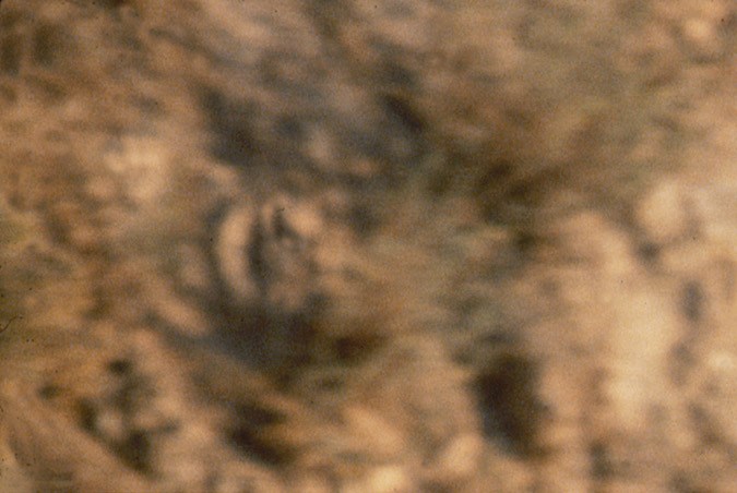 Tiburón: el Hyundai más amado y que muchos piden que vuelva