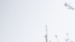 Camioneta negra o camioneta gris: qué troca elegir