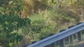 El control de crucero adaptativo causa accidentes según estudio