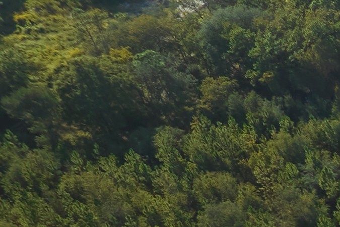 Cómo sacar una licencia para comprar carros en subasta en New York